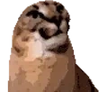 FloppaJAM emote for Discord