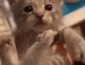 flyin emote for Discord