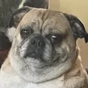 Flashbang emote for Discord