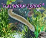 flatwormFriday emote for Discord