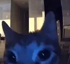 flashed emote for Discord