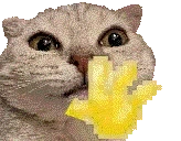 Flopahiii emote for Discord