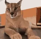 FloppaWeird emote for Discord