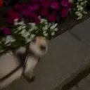 FlowerCatJump emote for Discord