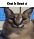FloppaChat emote for Discord