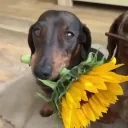 flower4u animated emote for Discord, Twitch and Slack