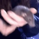 fluttGremlin emote for Discord