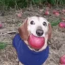 Fly emote for Discord