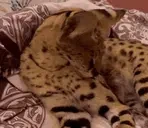 FloppaDead emote for Discord