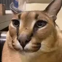 floppahmm emote for Discord