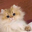 flushy emote for Discord