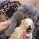 friendsforever emote for Discord