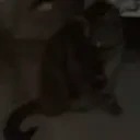 freddsn emote for Discord