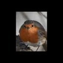 FrancescoSPIN emote for Discord