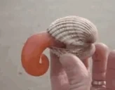 freakyahhscallop emote for Discord