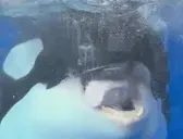 freakywhale emote for Discord