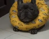 FrenchiZzz emote for Discord