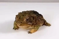 FrogCake emote for Discord