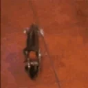 FrogSpin emote for Discord