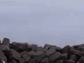 FreeWilly43 emote for Discord