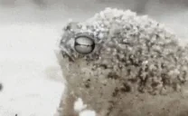 frogg emote for Discord