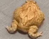 frogDisco emote for Discord