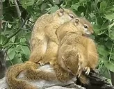 frenship emote for Discord