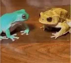 FrogHug emote for Discord