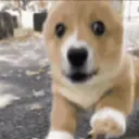 frolicking emote for Discord