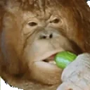 freddieflip emote for Discord