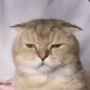 frogcat emote for Discord