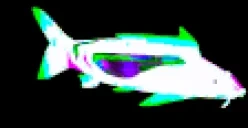 FrinkVibe emote for Discord