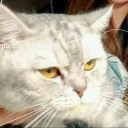 freedomCat emote for Discord