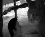 FredryKPhoxOHHH emote for Discord