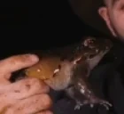 frogachi emote for Discord