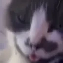 freakycat emote for Discord