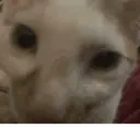 FraniastyJam emote for Discord