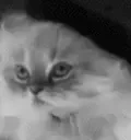 frenchcat emote for Discord