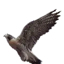 Frankly emote for Discord