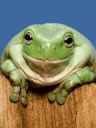 FrogSmile emote for Discord