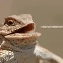 froghehe emote for Discord