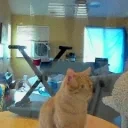 FrankModCheck emote for Discord