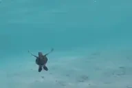 free emote for Discord