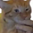 frankNom emote for Discord