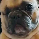 frankieErm emote for Discord