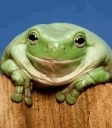 frogSmile emote for Discord