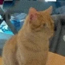 FrankModCheck emote for Discord