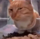 freakalert emote for Discord