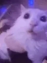 funnywhitecat6 emote for Discord