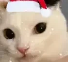 fuh emote for Discord